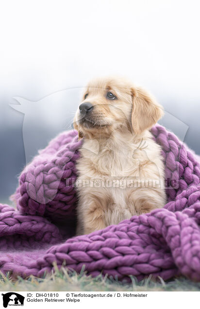 Golden Retriever Welpe / Golden Retriever Puppy / DH-01810
