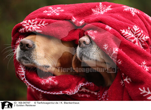 2 Golden Retriever / 2 Golden Retriever / KB-06787