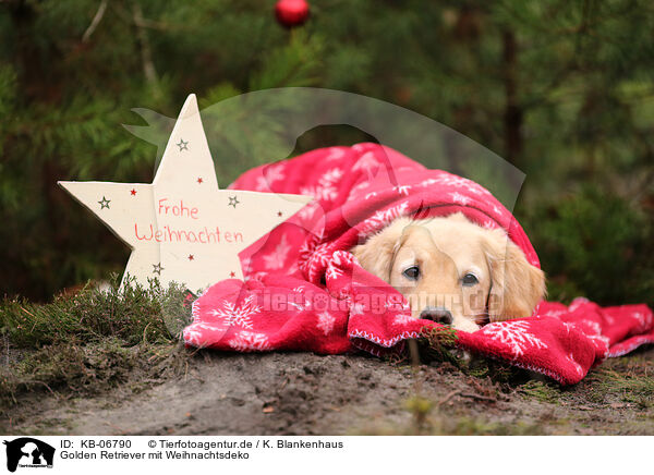 Golden Retriever mit Weihnachtsdeko / Golden Retriever with christmas decoration / KB-06790