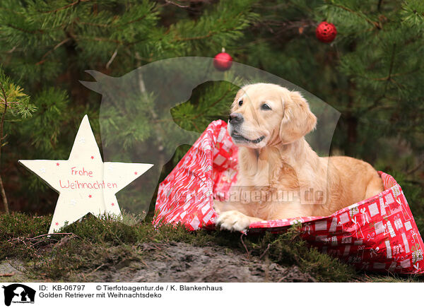 Golden Retriever mit Weihnachtsdeko / KB-06797