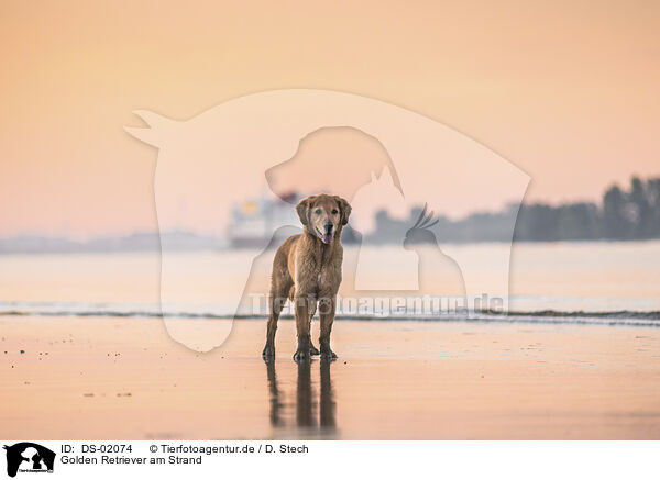 Golden Retriever am Strand / Golden Retriever at the beach / DS-02074