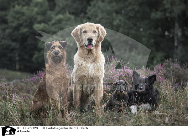 4 Hunde / 4 dogs / DS-02123