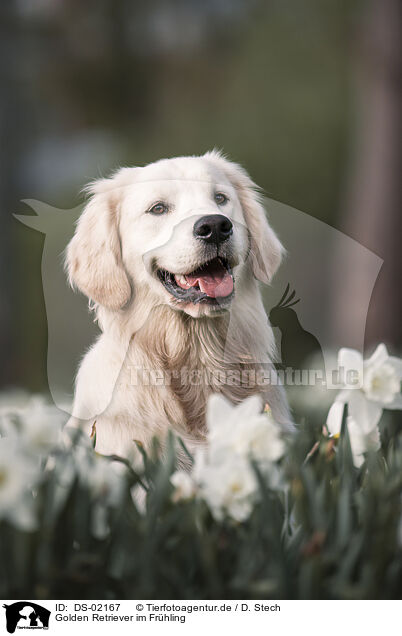 Golden Retriever im Frhling / Golden Retriever in spring / DS-02167