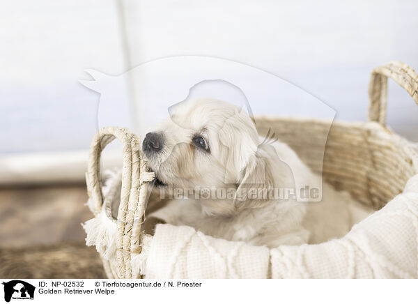 Golden Retriever Welpe / Golden Retriever Puppy / NP-02532