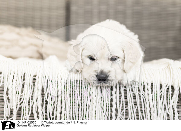 Golden Retriever Welpe / Golden Retriever Puppy / NP-02556