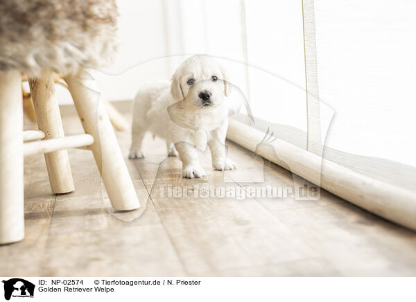 Golden Retriever Welpe / Golden Retriever Puppy / NP-02574