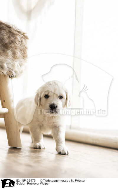 Golden Retriever Welpe / Golden Retriever Puppy / NP-02575