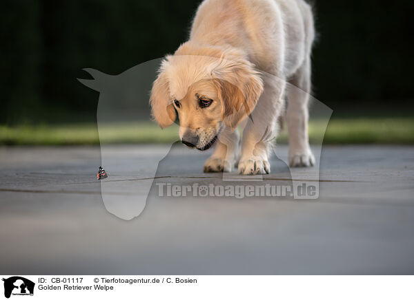 Golden Retriever Welpe / Golden Retriever Puppy / CB-01117