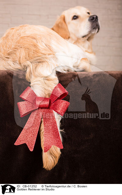 Golden Retriever im Studio / Golden Retriever in studio / CB-01252