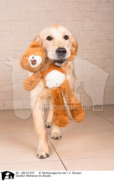 Golden Retriever im Studio / CB-01270