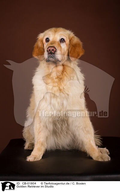 Golden Retriever im Studio / Golden Retriever in studio / CB-01804