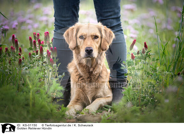 Golden Retriever Hndin / female Golden Retriever / KS-01150