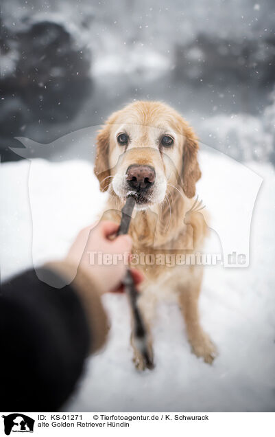 alte Golden Retriever Hndin / KS-01271