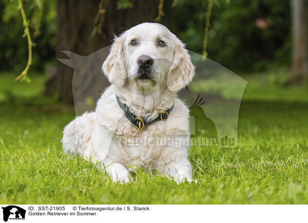 Golden Retriever im Sommer / Golden Retriever in summer / SST-21905