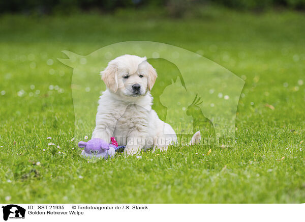 Golden Retriever Welpe / Golden Retriever Puppy / SST-21935