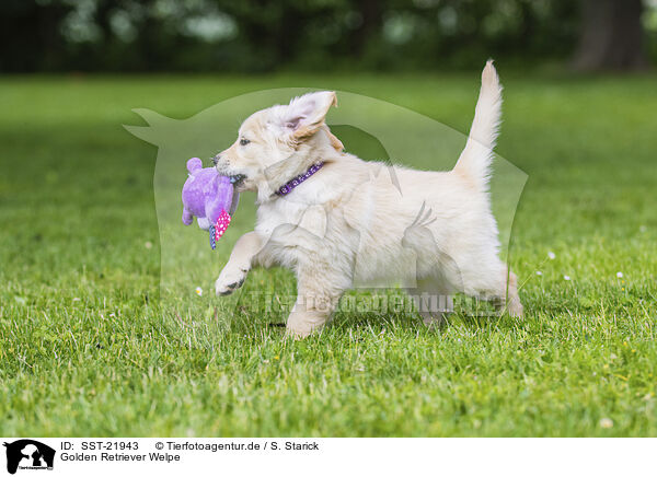 Golden Retriever Welpe / Golden Retriever Puppy / SST-21943