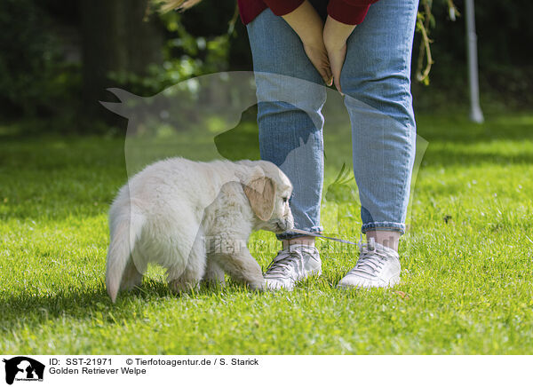 Golden Retriever Welpe / Golden Retriever Puppy / SST-21971