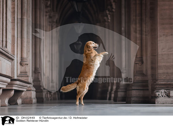 Golden Retriever Hndin / female Golden Retriever / DH-02449