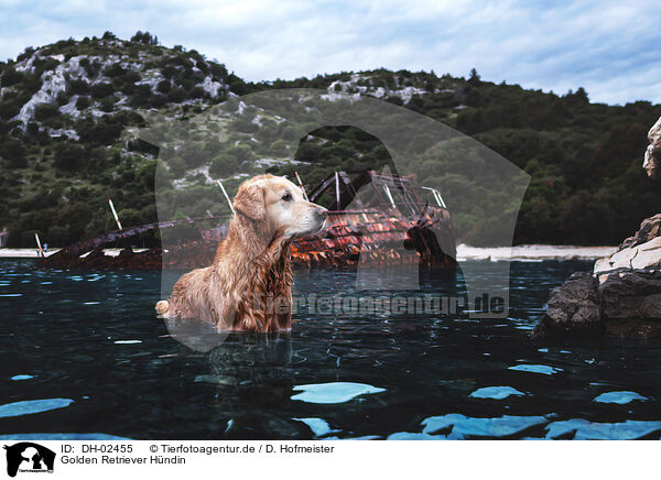 Golden Retriever Hndin / female Golden Retriever / DH-02455