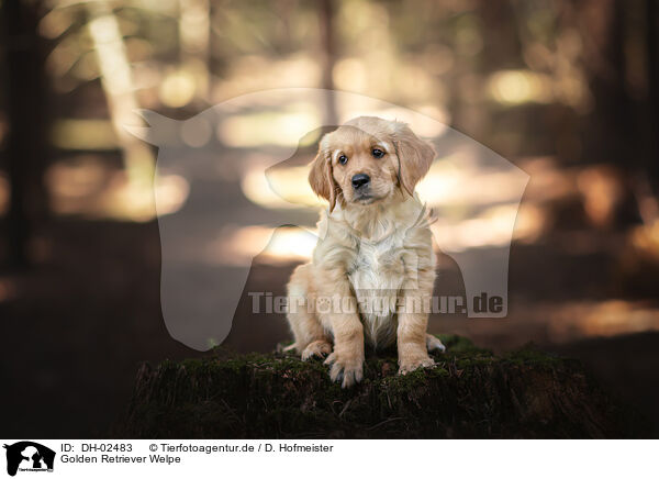 Golden Retriever Welpe / DH-02483