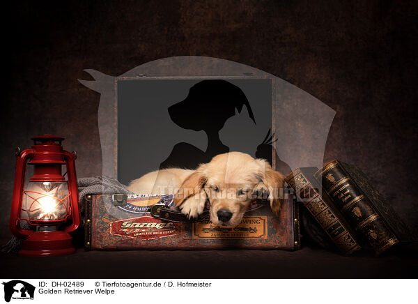 Golden Retriever Welpe / Golden Retriever Puppy / DH-02489