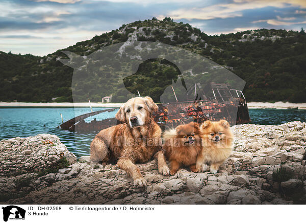 3 Hunde / 3 dogs / DH-02568