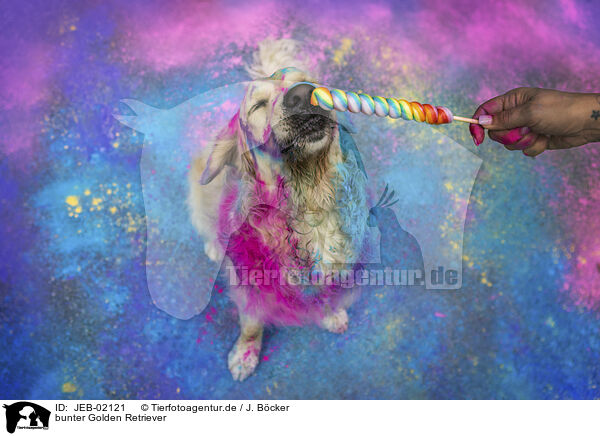 bunter Golden Retriever / coloured Golden Retriever / JEB-02121