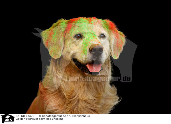 Golden Retriever beim Holi Shooting / KB-07579