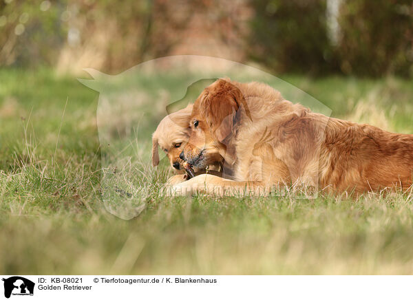 Golden Retriever / Golden Retriever / KB-08021