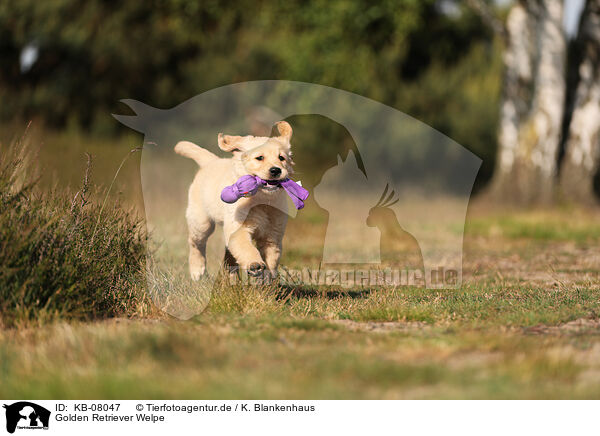 Golden Retriever Welpe / Golden Retriever Puppy / KB-08047