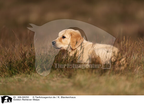 Golden Retriever Welpe / Golden Retriever Puppy / KB-08050