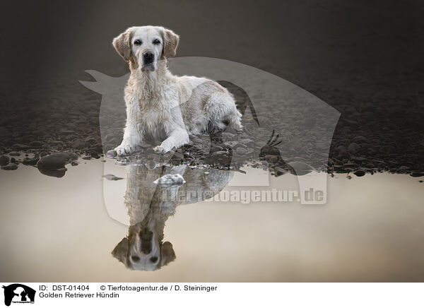 Golden Retriever H�ndin / female Golden Retriever / DST-01404