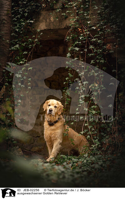 ausgewachsener Golden Retriever / adult Golden Retriever / JEB-02256