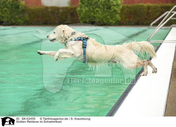 Golden Retriever im Schwimmbad / Golden Retriever at swimming bath / SK-02455