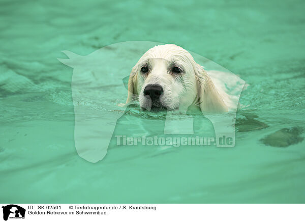 Golden Retriever im Schwimmbad / Golden Retriever at swimming bath / SK-02501
