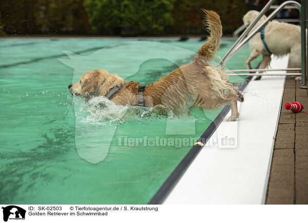 Golden Retriever im Schwimmbad / Golden Retriever at swimming bath / SK-02503