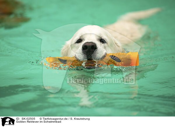 Golden Retriever im Schwimmbad / Golden Retriever at swimming bath / SK-02505