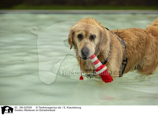 Golden Retriever im Schwimmbad / Golden Retriever at swimming bath / SK-02509
