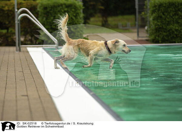 Golden Retriever im Schwimmbad / Golden Retriever at swimming bath / SK-02518