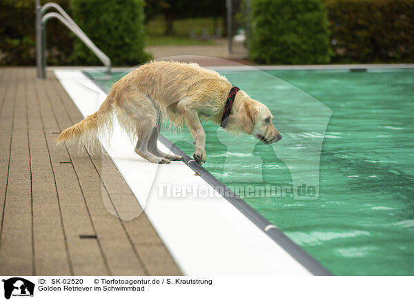 Golden Retriever im Schwimmbad / Golden Retriever at swimming bath / SK-02520