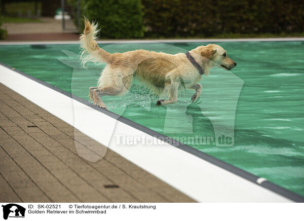 Golden Retriever im Schwimmbad / Golden Retriever at swimming bath / SK-02521
