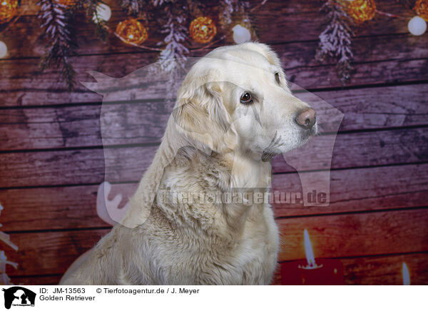 Golden Retriever / Golden Retriever / JM-13563