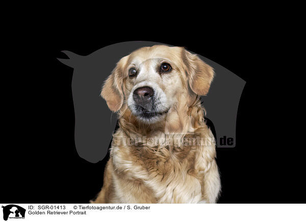 Golden Retriever Portrait / SGR-01413