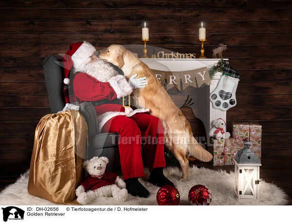 Golden Retriever / Golden Retriever / DH-02656