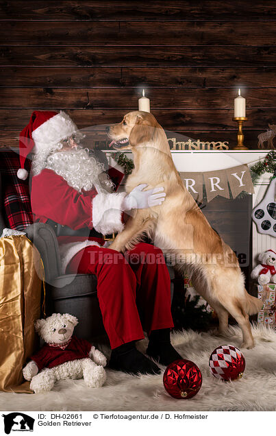 Golden Retriever / Golden Retriever / DH-02661