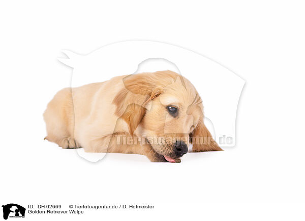 Golden Retriever Welpe / Golden Retriever Puppy / DH-02669