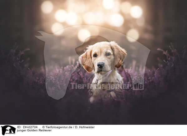 junger Golden Retriever / young Golden Retriever / DH-02704
