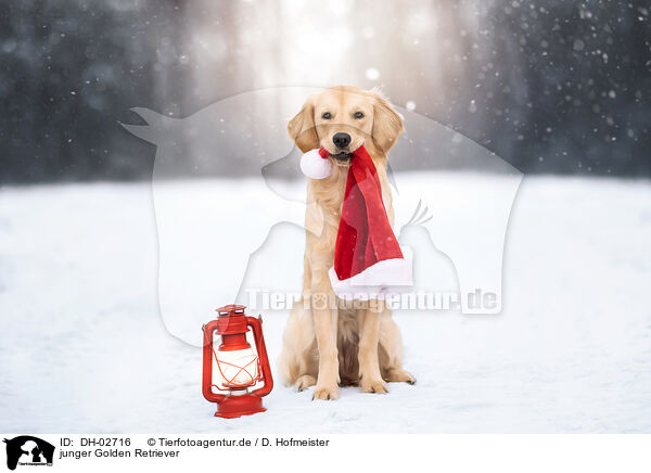 junger Golden Retriever / young Golden Retriever / DH-02716