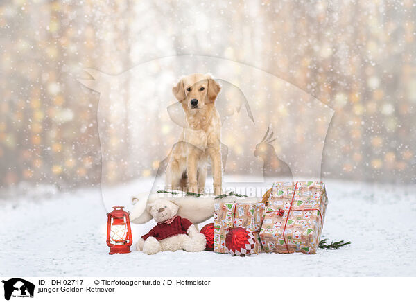 junger Golden Retriever / young Golden Retriever / DH-02717