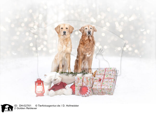 2 Golden Retriever / 2 Golden Retriever / DH-02761